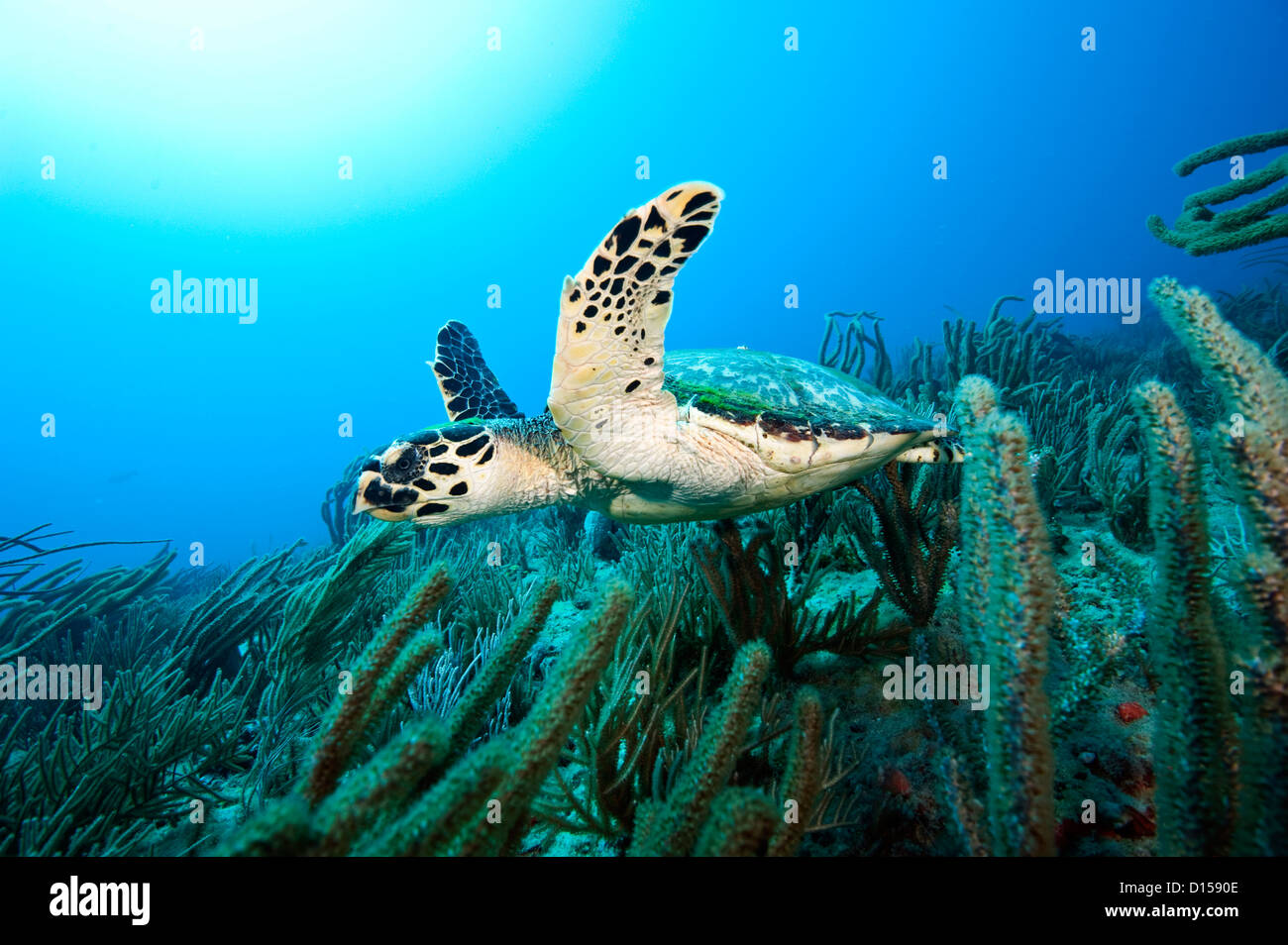 Hawksbill Sea Turtle, Eretmochelys imbricata, photographed in Palm Beach County, FL. Hawksbills live exclusively on coral reefs Stock Photo