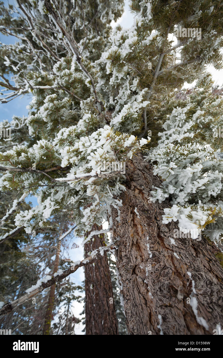 Tall thin tree hires stock photography and images Alamy