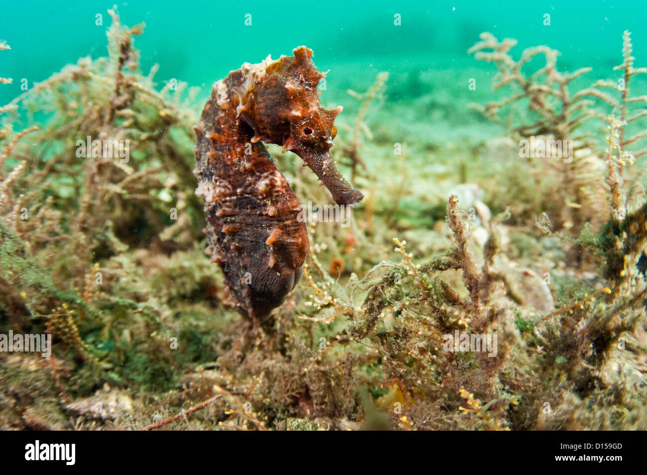 Lined Sea Horse, Hippocampus erectus, hides underneath a pier in the Lake Worth Lagoon, Palm Beach County, Florida Stock Photo