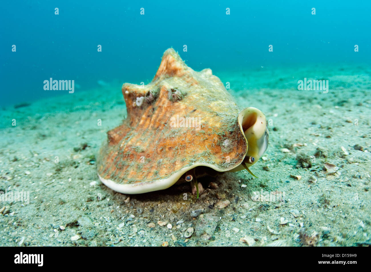 A Queen Conch, Strombus gigas, a protected species in Florida, crawls over a coral reef offshore Palm Beach. Stock Photo