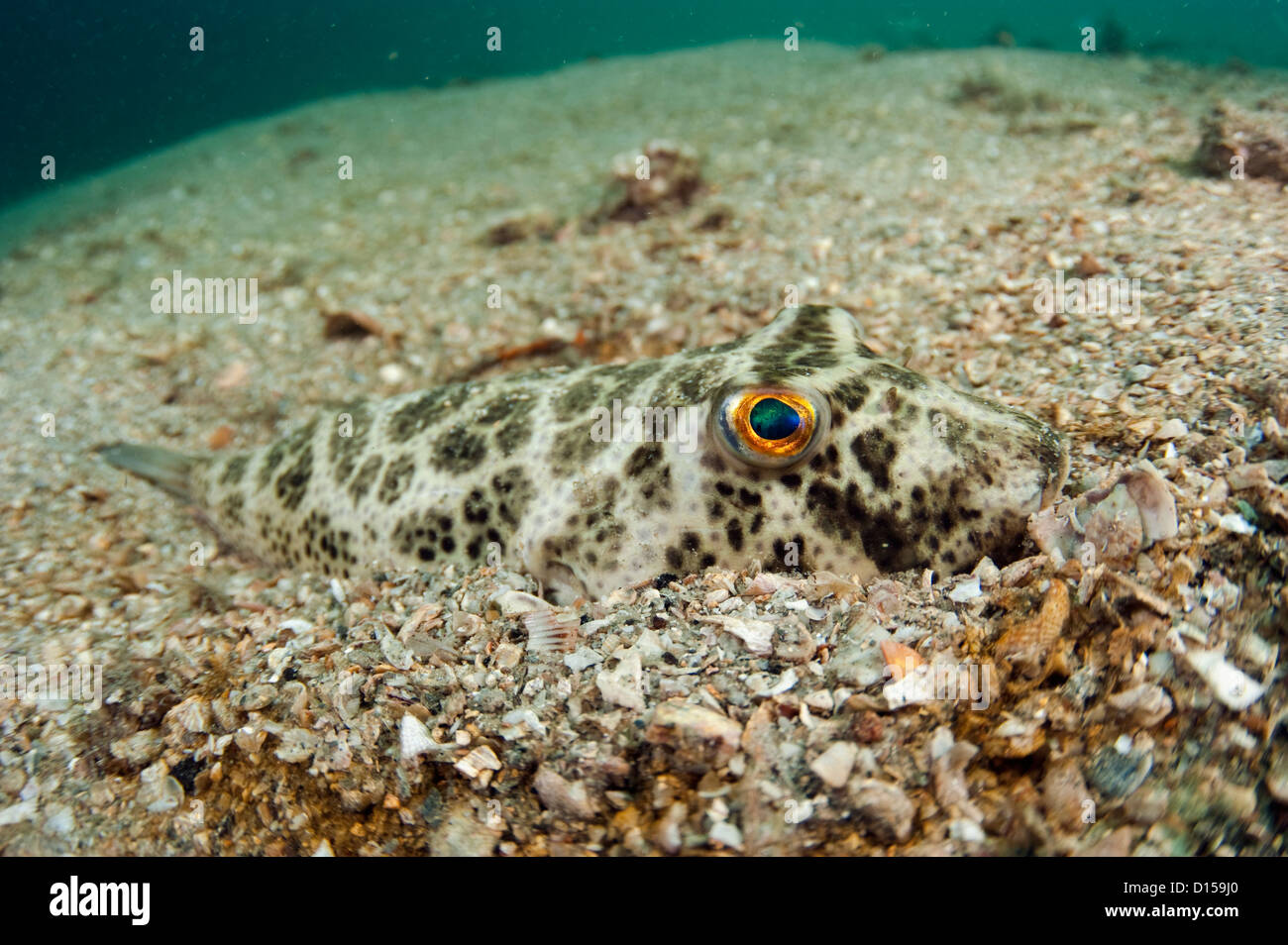 A Checkered Puffer, Sphoeroides testudineus, hides in the sandy bottom of the Lake Worth Lagoon in Singer Island, Florida, USA Stock Photo
