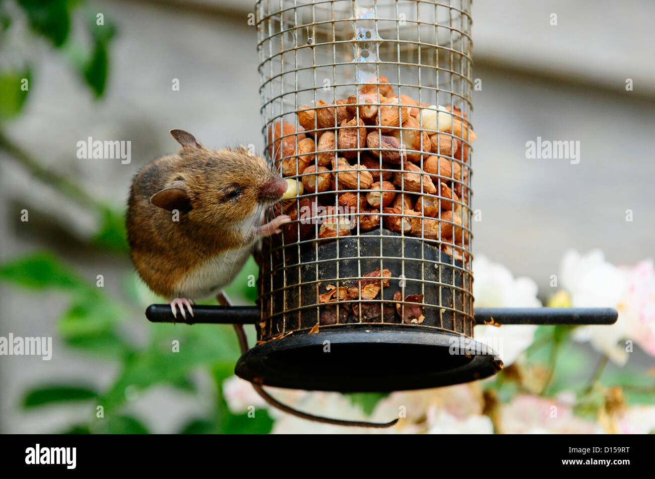A mouse feeding on a garden bird feeder Stock Photo Alamy
