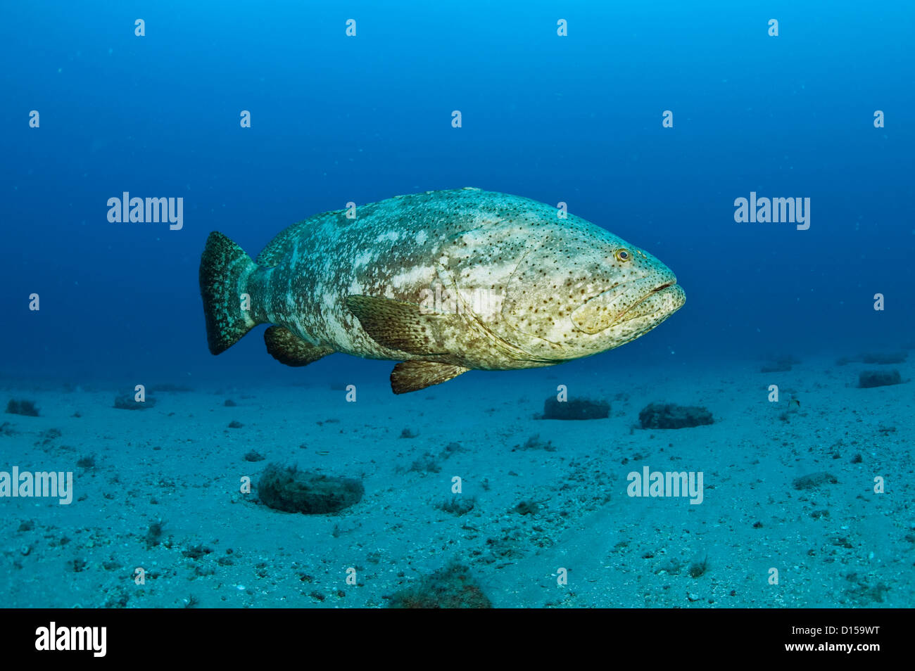 Goliath grouper epinephelus itajara in hi-res stock photography and ...