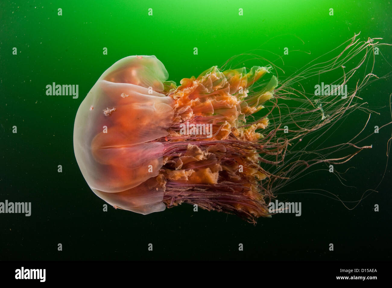 Lion's Mane Jellyfish, Cyanea capillata, swims in the dark green waters of Vancouver Island, British Columbia, Canada. Stock Photo