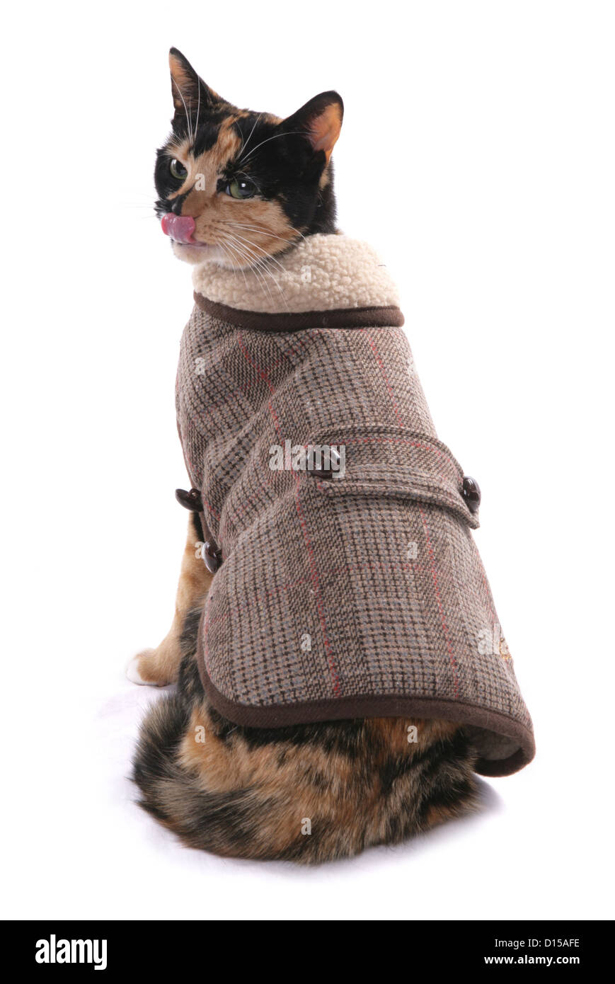 Cat wearing a jacket Stock Photo - Alamy
