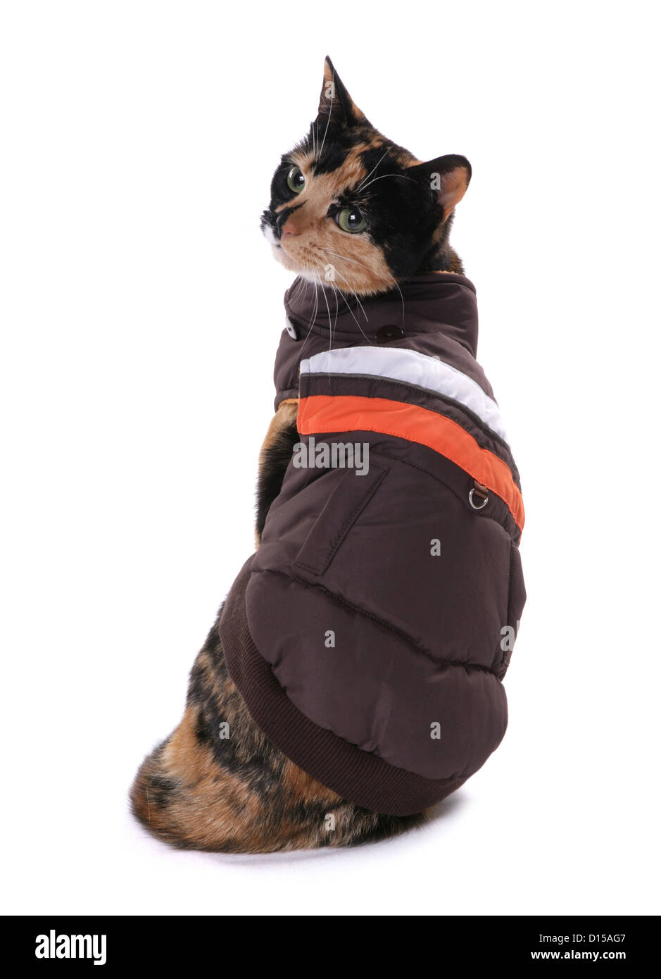 cat wearing jacket