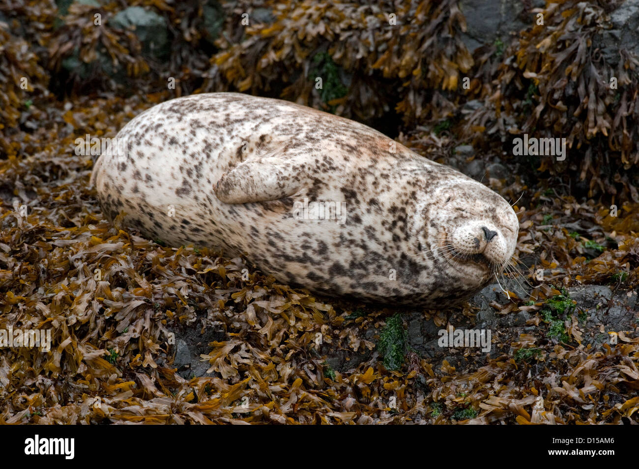 Harbor Seals, Phoca vitulina, are found along the shoreline of Quadra Island, British Columbia, Canada Stock Photo