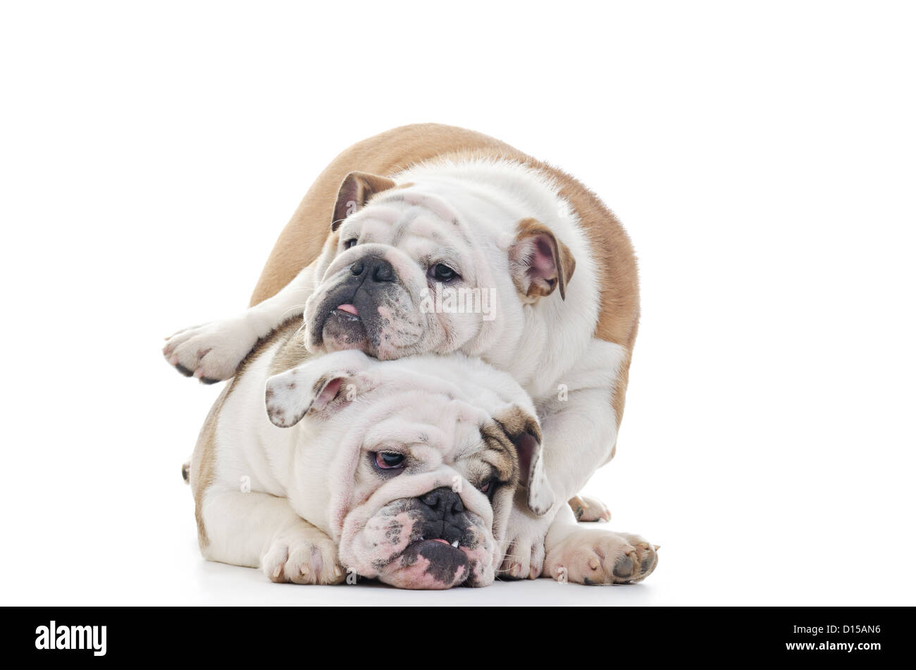 How Do English Bulldogs Play