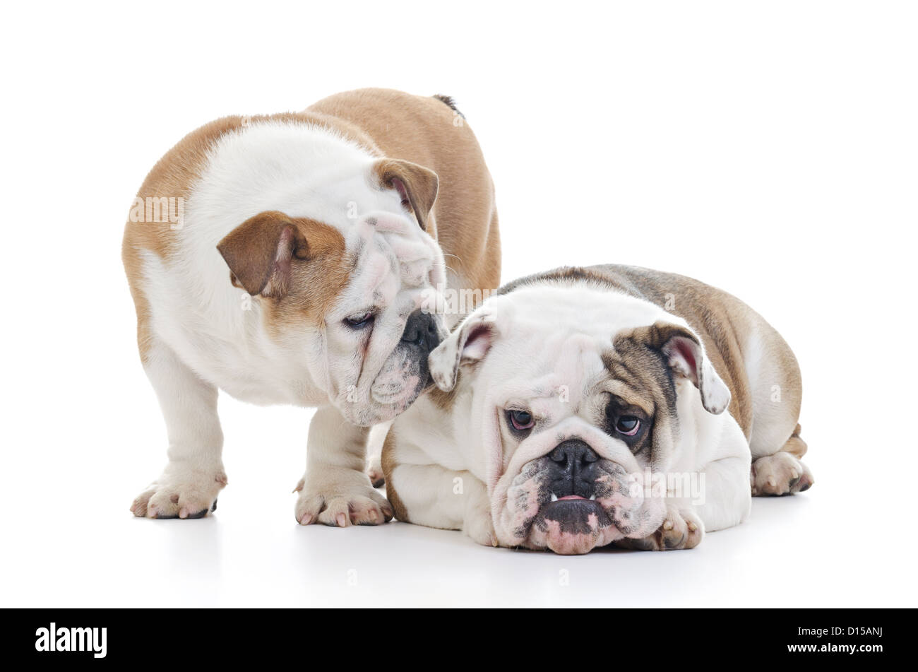 two English bulldog dogs over white background, it looks like one is whispering to the other Stock Photo