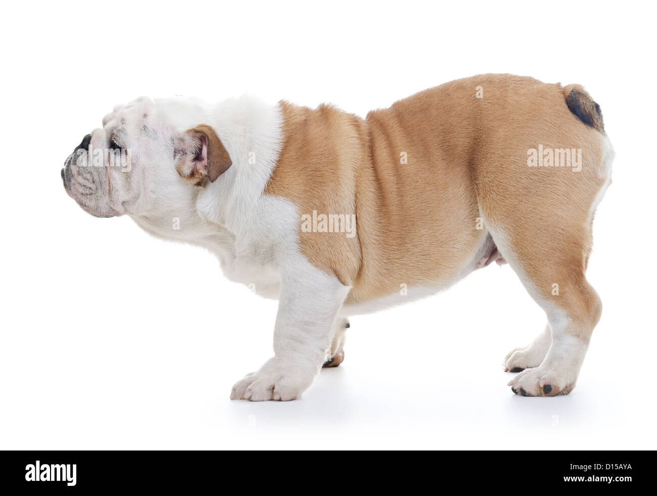 English Bulldog Dog standing, Profile shot over white Stock Photo
