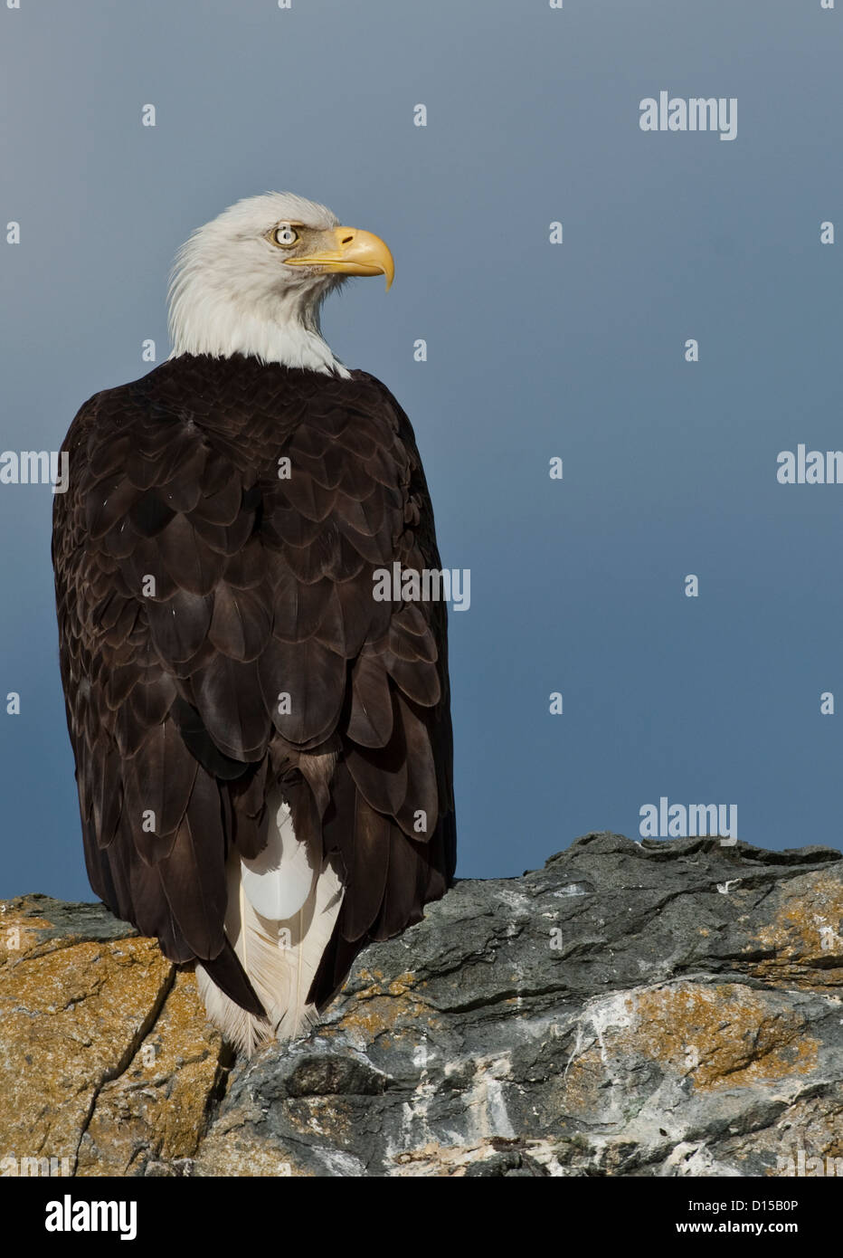 A Bald Eagle, Haliaeetus leucocephalus, rests on a rocky perch north of Vancouver Island, British Columbia, Canada. Stock Photo