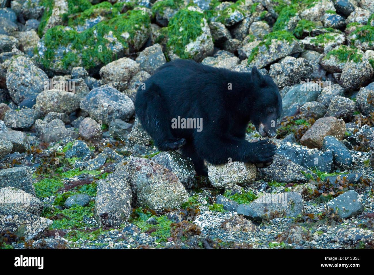 Black Bear, Ursus americanus vancouveri, searching for food at low tide along the beach in Clayoquot Sound, Vancouver Island, BC Stock Photo