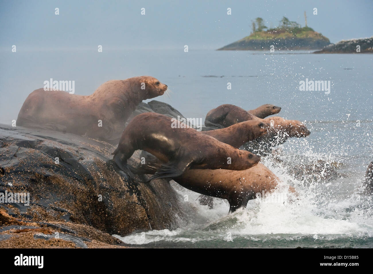 Steller Sea Lions, Eumetopias jubatus, an endangered species, congregate on a rocky island north of Vancouver Island, BC Stock Photo
