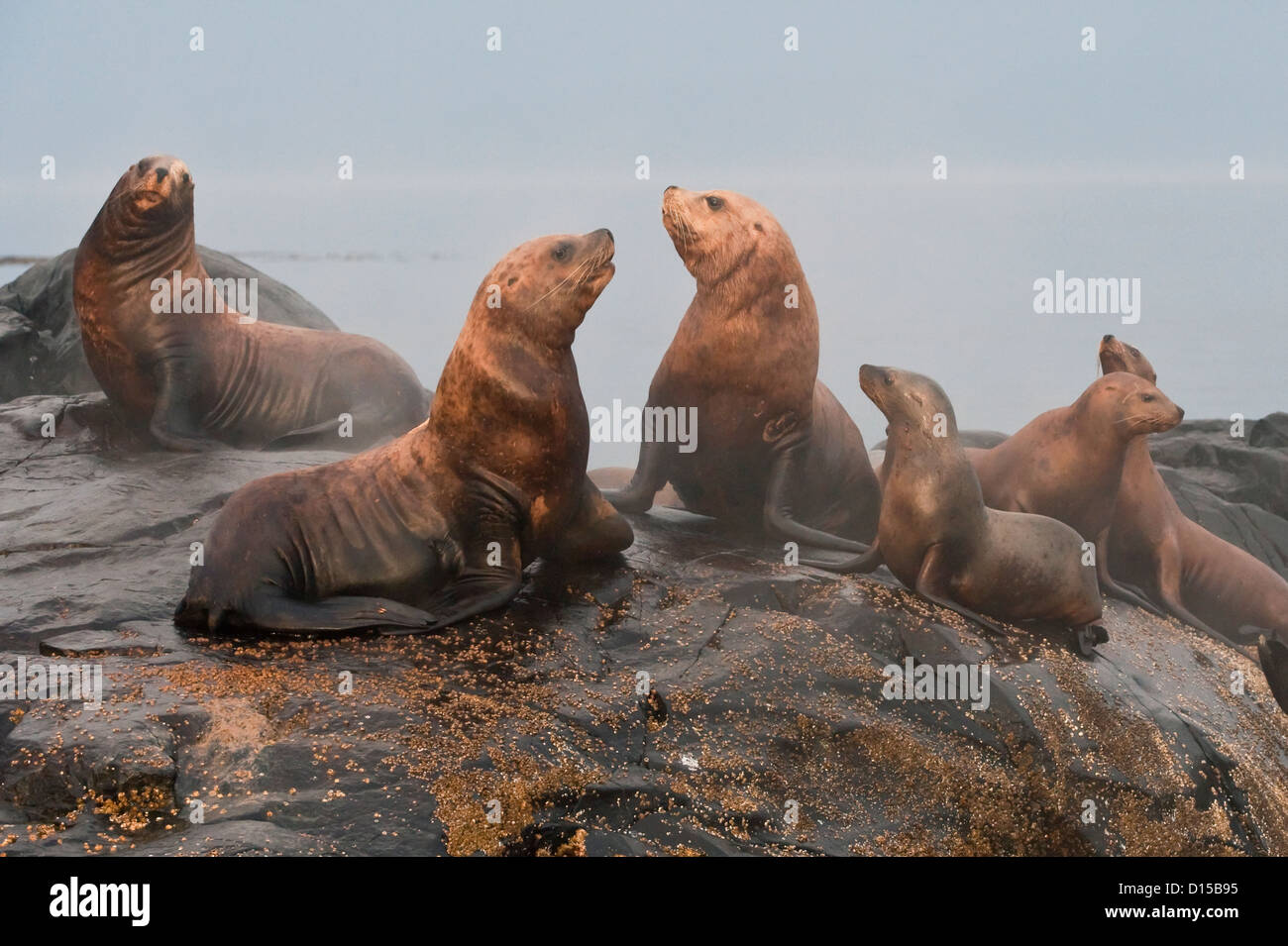 Steller Sea Lions, Eumetopias jubatus, an endangered species, congregate on a rocky island north of Vancouver Island, BC Stock Photo