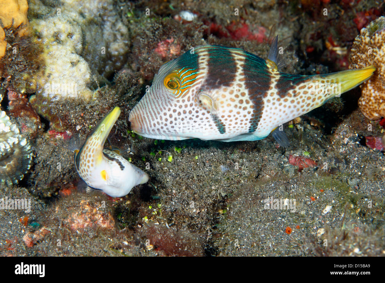 Mating pair of Black-Saddled or Valentines Pufferfish, or Toby, Canthigaster valentini. Smaller female on left preparing substrate to lay eggs. Stock Photo