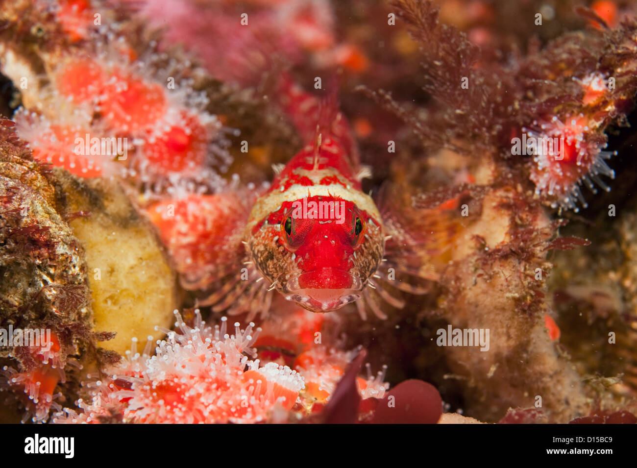 A Scalyhead sculpin, Artedius harringtoni, rests on a bed of strawberry anemones in Campbell River, Vancouver Island, British Co Stock Photo