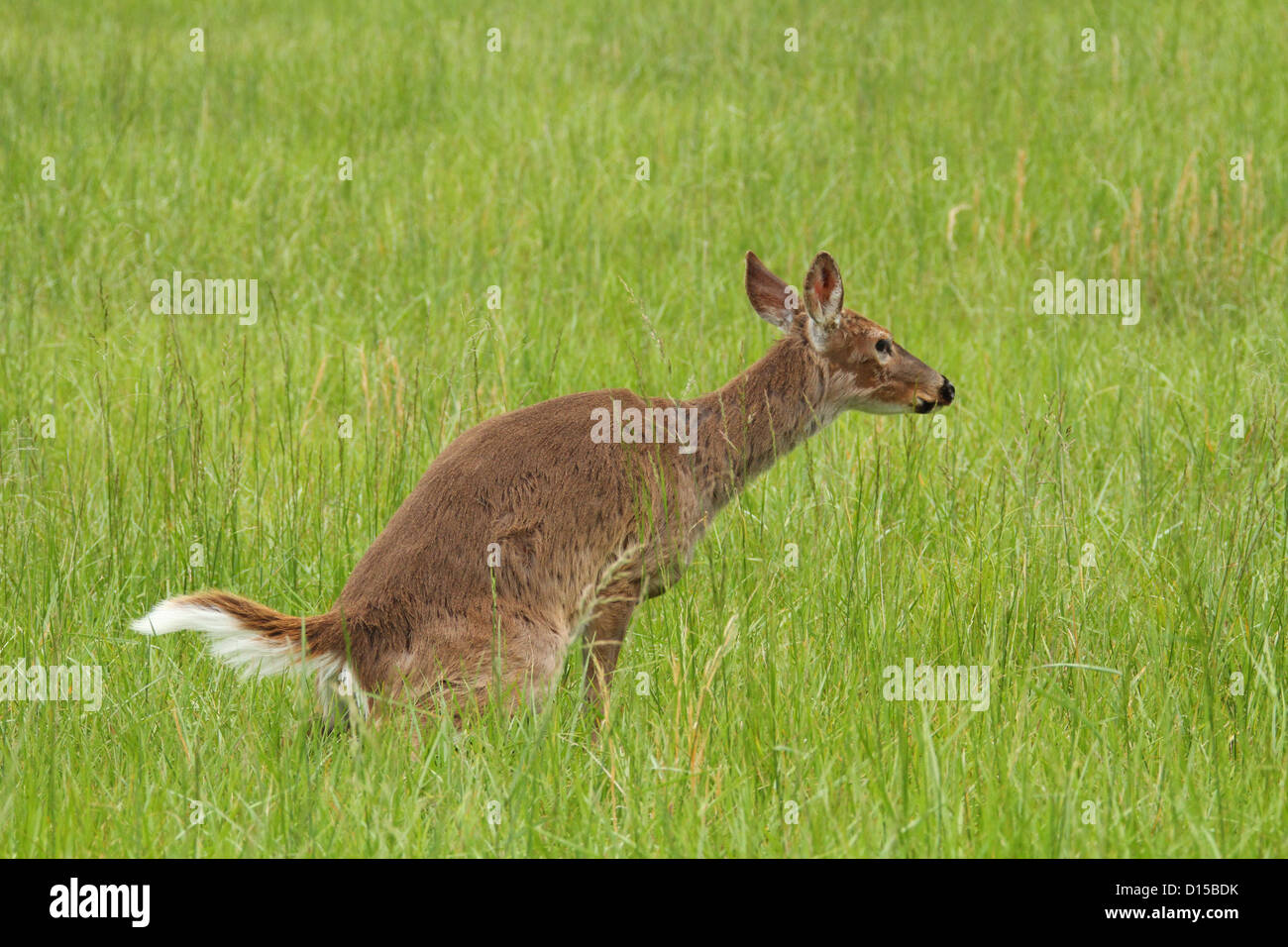 WhiteTailed Deer doe in Cades Cove, Great Smoky Mountains National