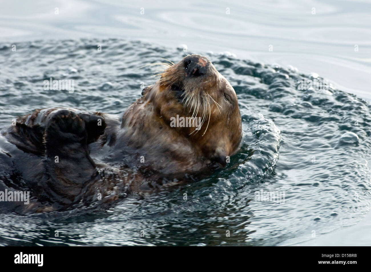 A sea otter, Enhydra lutris, rests on the surface of the Inside Passage, Vancouver Island, British Columbia, Canada Stock Photo