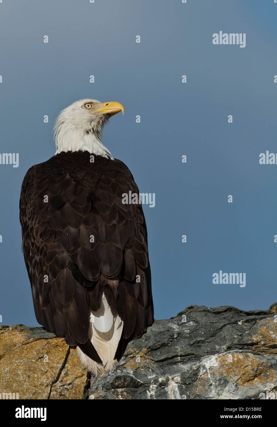 A Bald Eagle, Haliaeetus leucocephalus, rests on a rocky perch north of Vancouver Island, British Columbia, Canada. Stock Photo