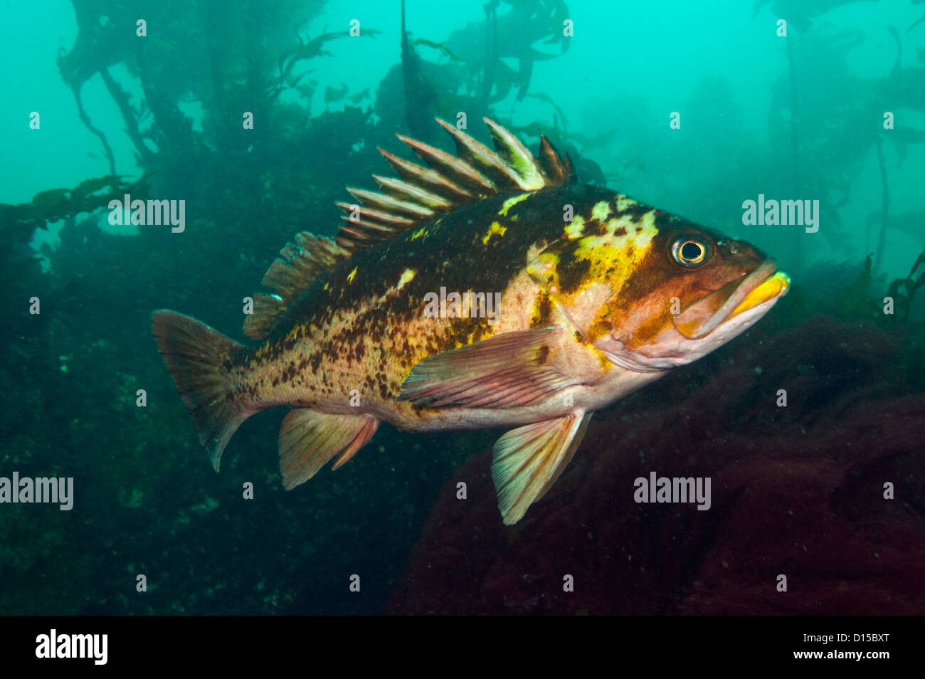 A Copper Rockfish, Sebastes caurinus, hides among the kelp of Browning Passage in Vancouver Island, British Columbia, Canada Stock Photo