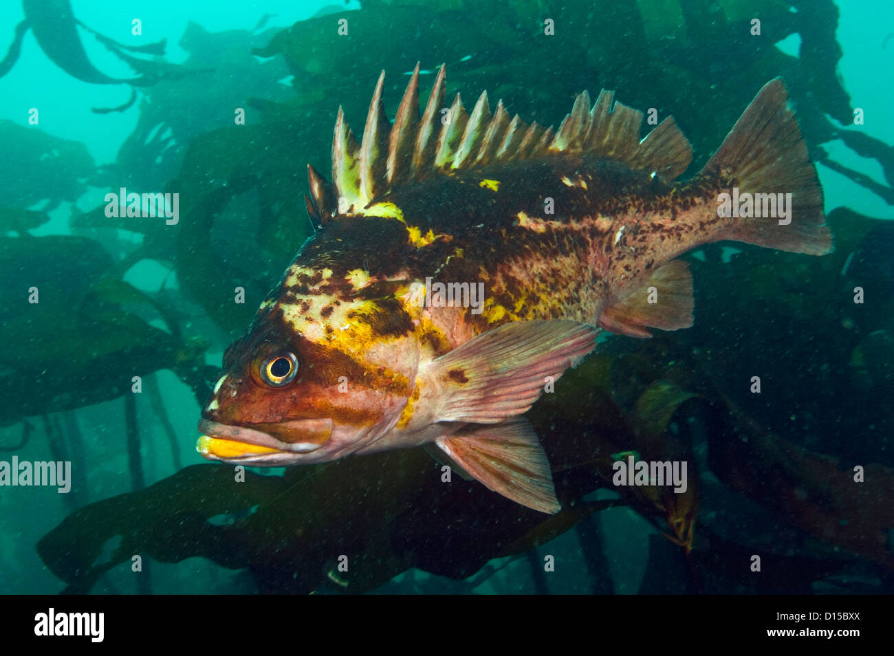 A Copper Rockfish, Sebastes caurinus, hides among the kelp of Browning Passage in Vancouver Island, British Columbia, Canada Stock Photo