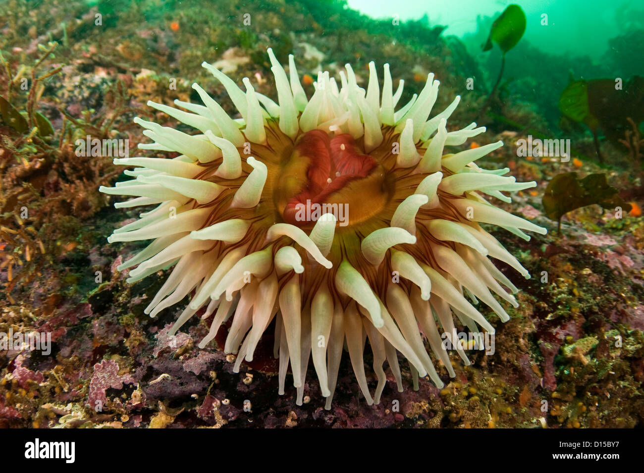 The Fish-Eating Anemone, Urticina piscivora, is a common anemone species in Browning Passage, British Columbia, Canada Stock Photo