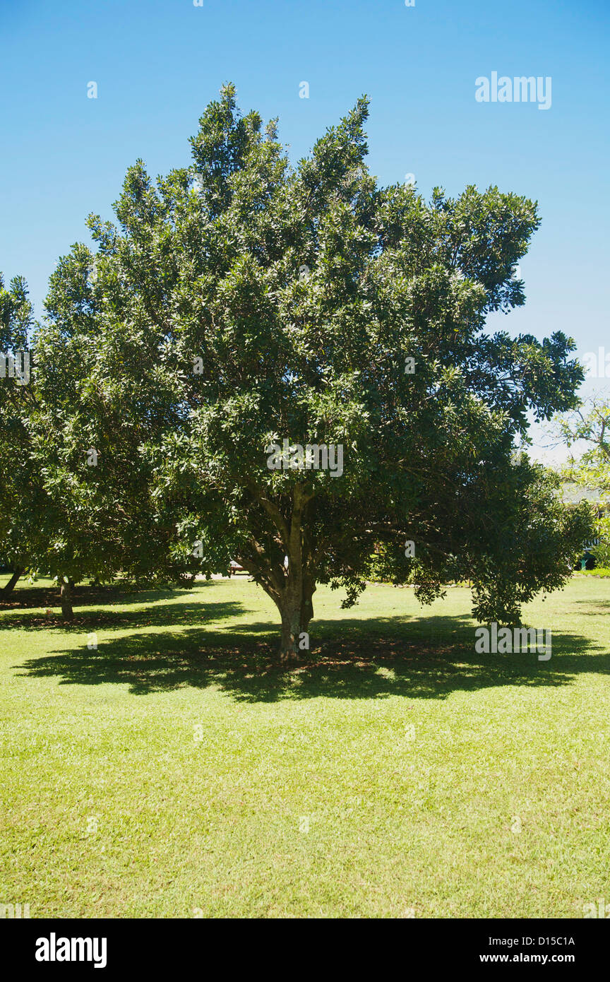Where are best sale macadamia nuts grown