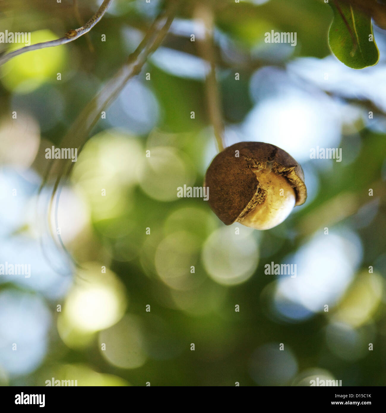 Macadamia nut tree hires stock photography and images Alamy