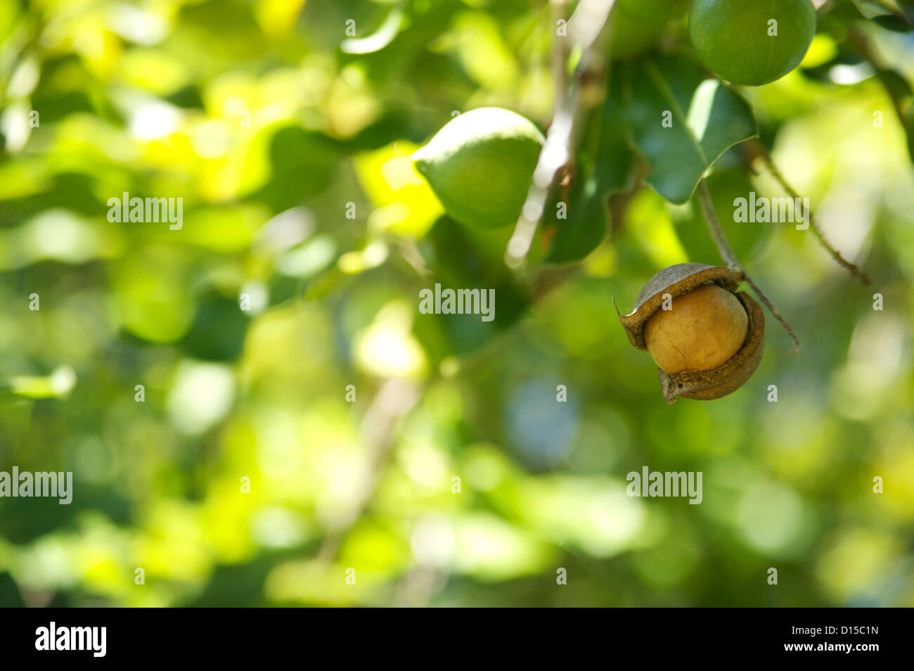 Hawaii nuts hires stock photography and images Alamy