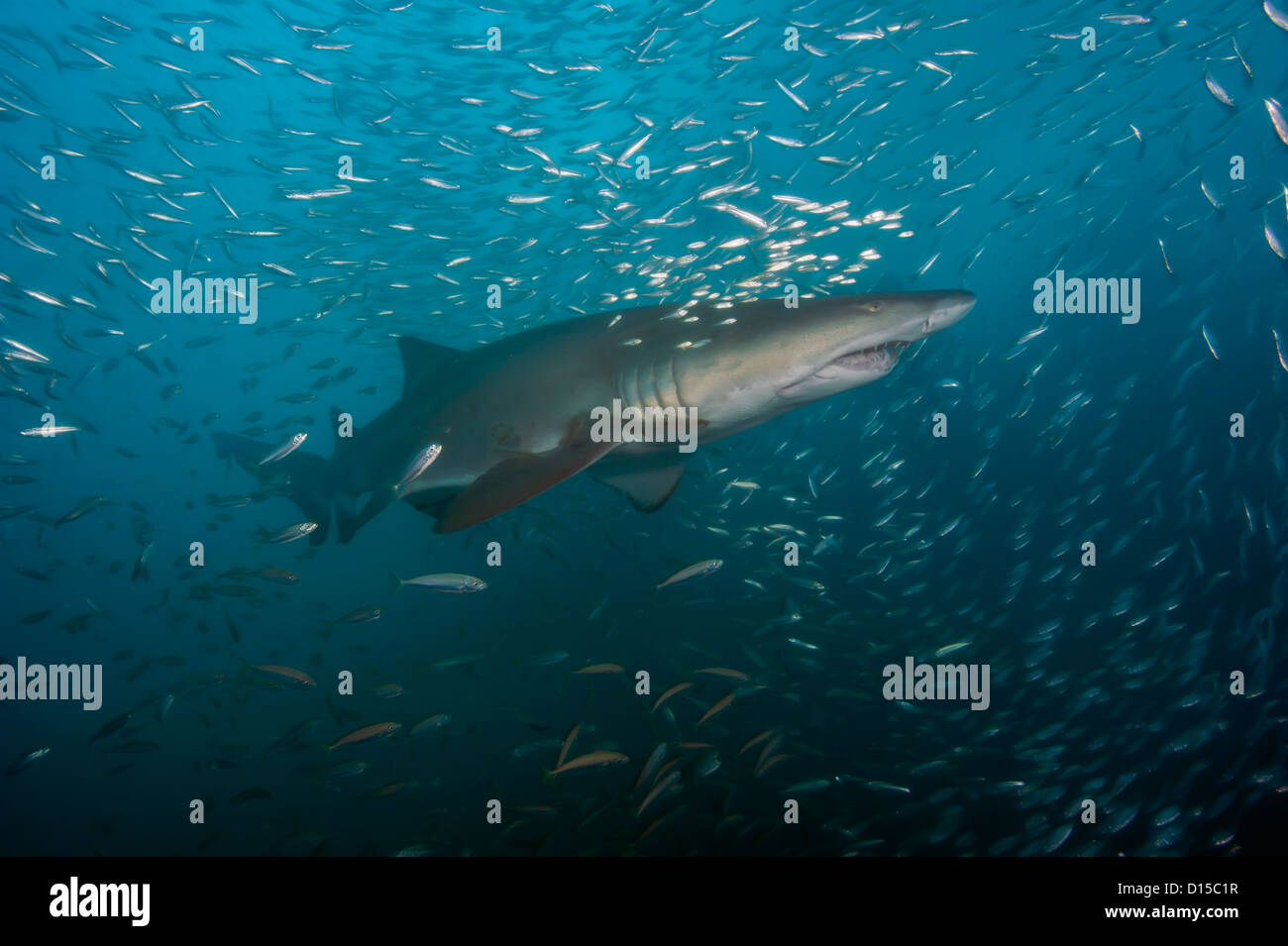 A Sand Tiger Shark, Carcharias taurus, swims near a shipwreck in the Graveyard of the Atlantic offshore Morehead City, NC Stock Photo