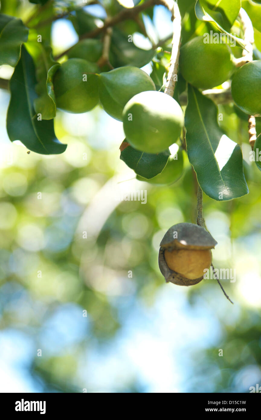Hawaii nuts hires stock photography and images Alamy