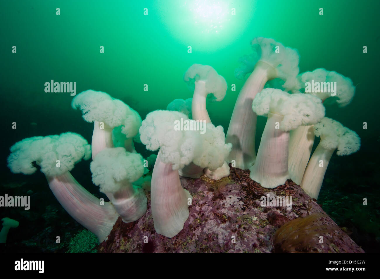 Giant Plumose Anemones, Metridium farcimen, can be found in great abundance in the rocky reefs of Vancouver Island, Canada Stock Photo
