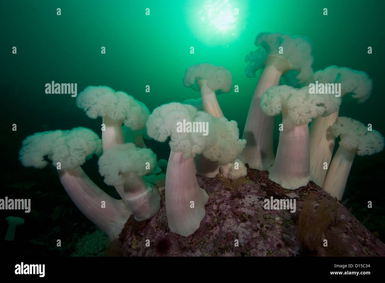 Giant Plumose Anemones, Metridium farcimen, can be found in great abundance in the rocky reefs of Vancouver Island, Canada Stock Photo