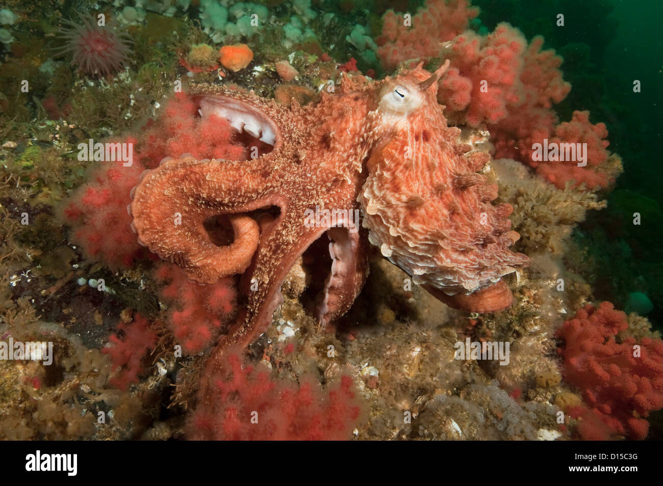 Giant Pacific Octopus, Enteroctopus dofleini, clings to corals on sponges on Browning Wall, Vancouver Island, British Columbia, Stock Photo