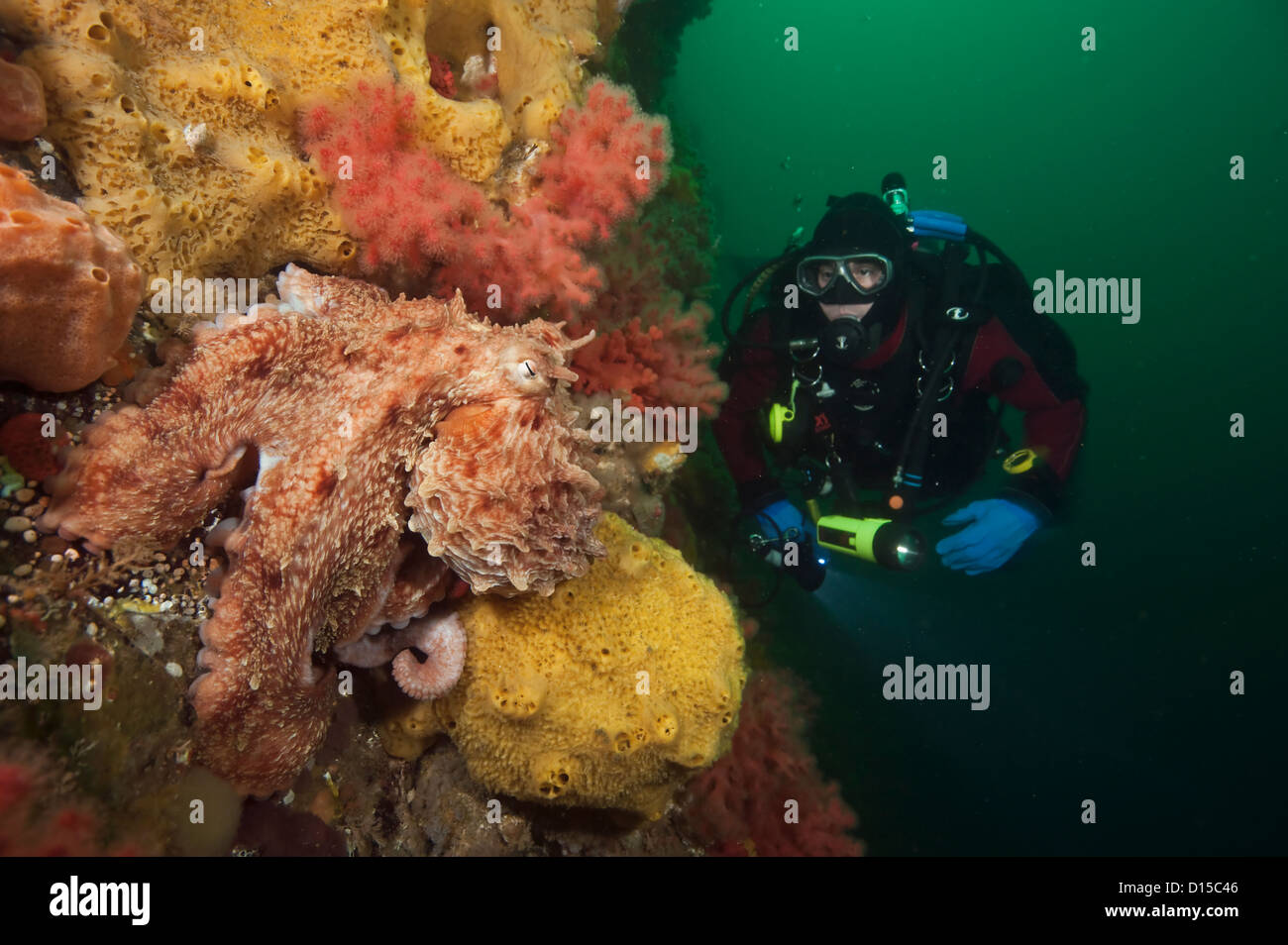 Giant octopus diver hires stock photography and images Alamy