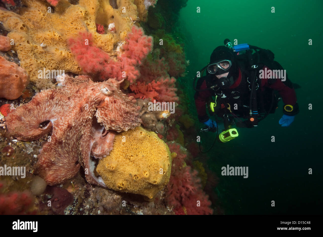 Scuba diver encounters a Giant Pacific Octopus, Enteroctopus dofleini