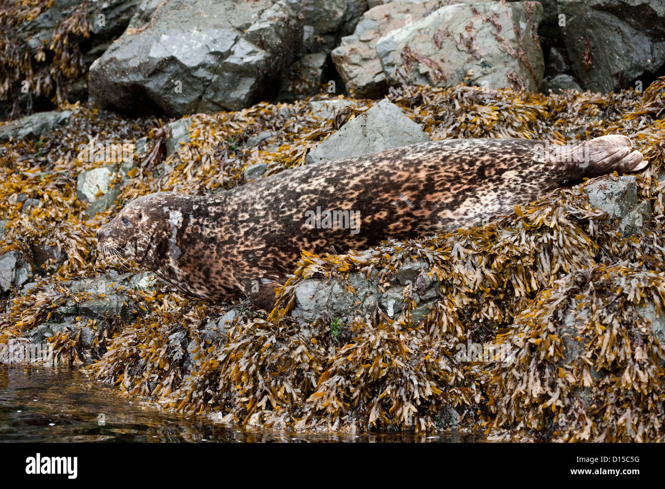 Harbor Seals, Phoca vitulina, are found along the shoreline of Quadra Island, British Columbia, Canada Stock Photo