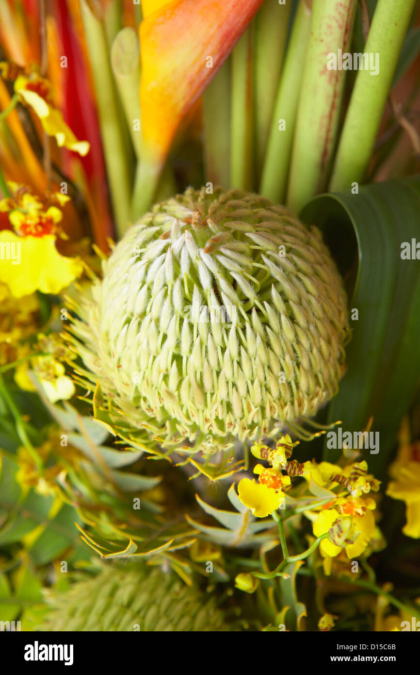 Hawaii, Pincushion Protea And Orchid Flower Arrangement Stock Photo Alamy