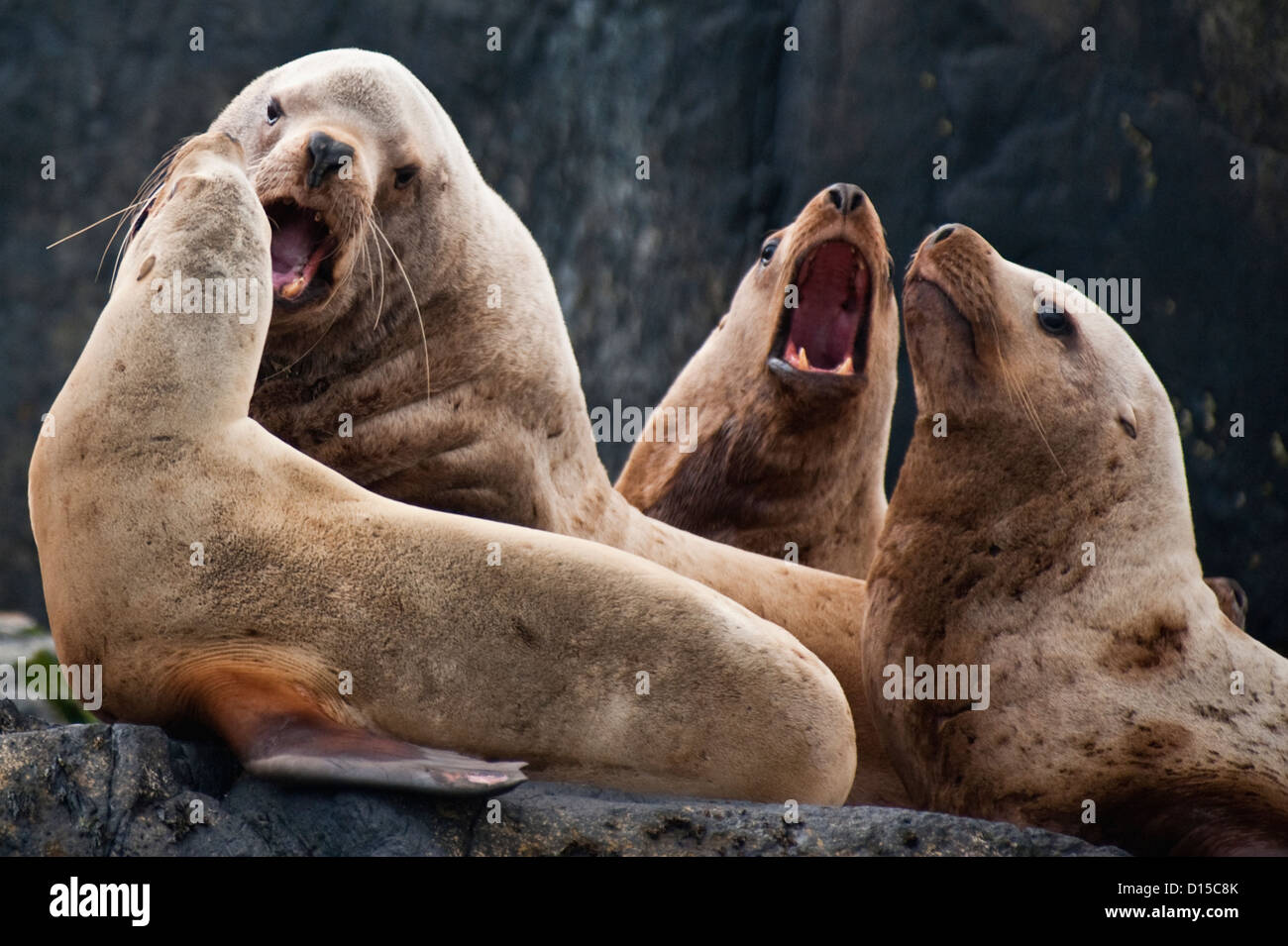 Steller Sea Lions, Eumetopias jubatus, an endangered species, can be found along the rocky shorelines of Vancouver Island, BC Stock Photo