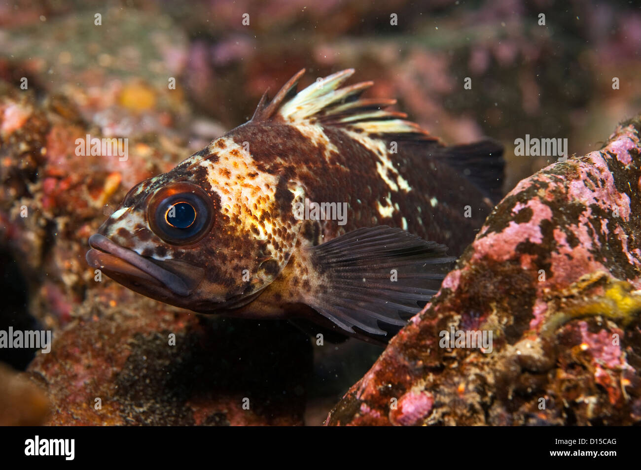 Quillback Rockfish, Sebastes maliger, rests along the bottom in Browning Passage, Vancouver Island, British Columbia, Canada. Stock Photo