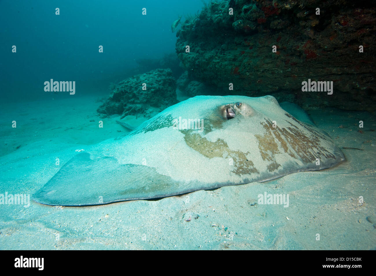 A Rough-tail Stingray, Dasyatis centroura,  lies covered with sand near a coral reef in Jupiter, Florida, United States. Stock Photo