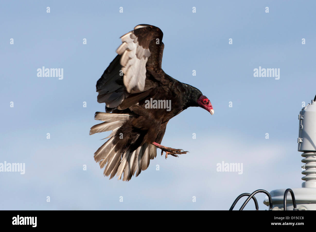 Turkey vulture canada hires stock photography and images Alamy