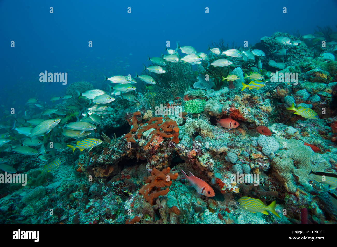 A coral reef in Southeastern Florida, covered in a variety of invertebrate species, including corals and sponges, is home to hun Stock Photo