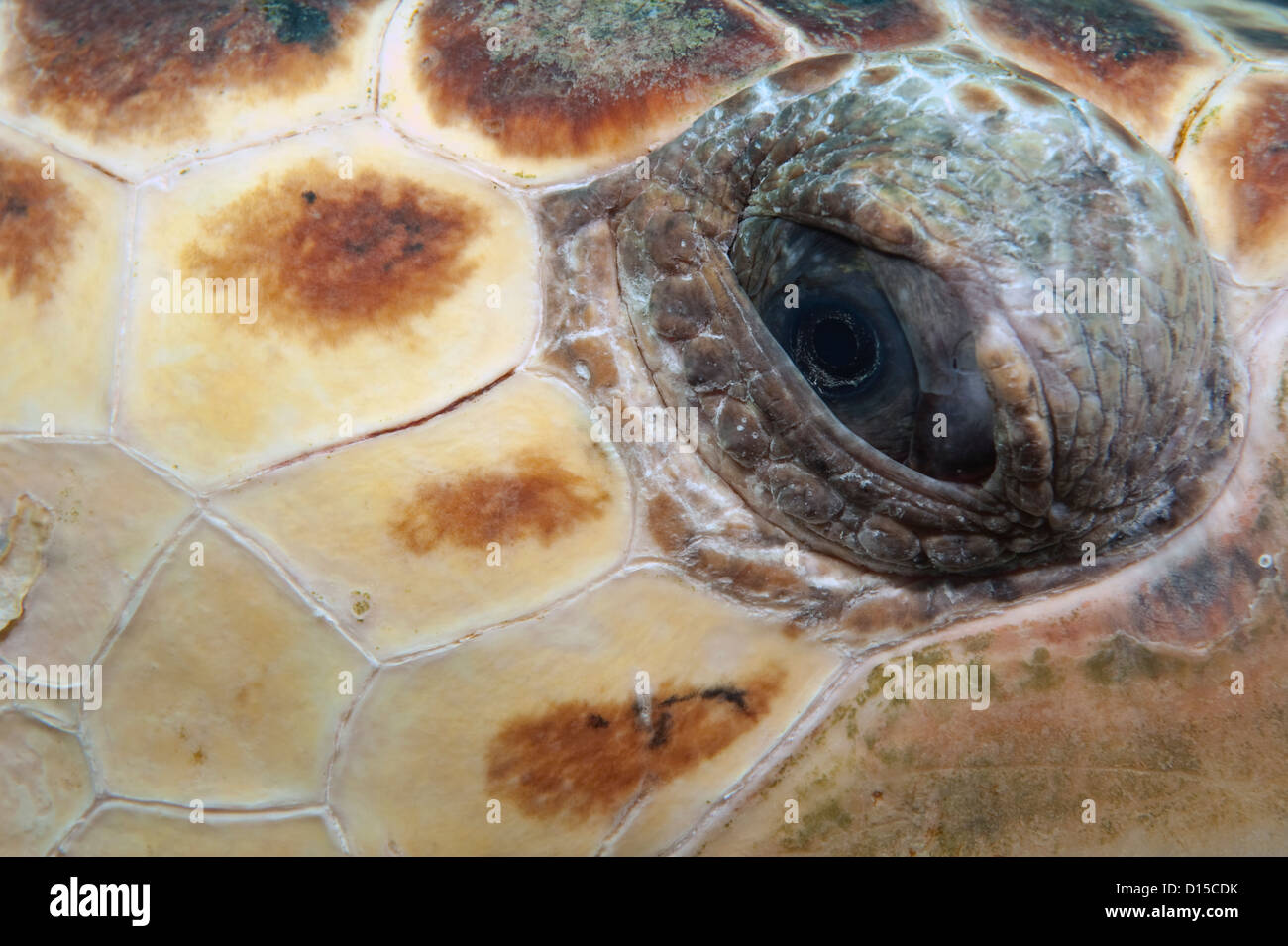Close up of the eye of a Loggerhead Sea Turtle, Caretta caretta Stock Photo