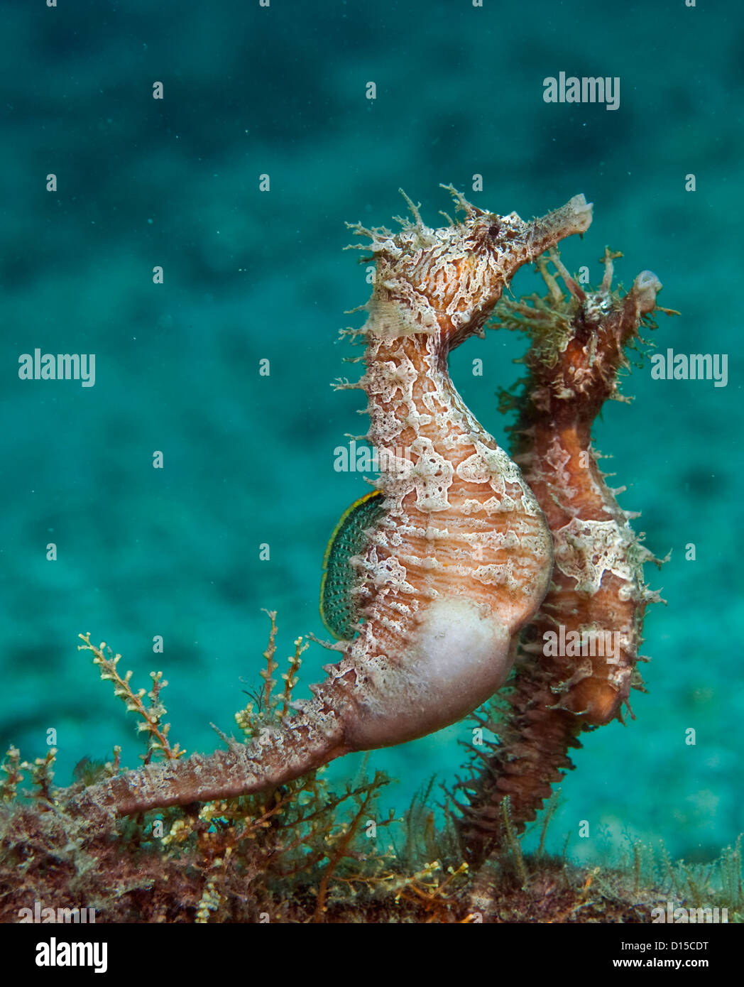 Lined Sea Horses, Hippocampus erectus, courting and mating in the the Lake Worth Lagoon, Palm Beach County, Florida, USA Stock Photo
