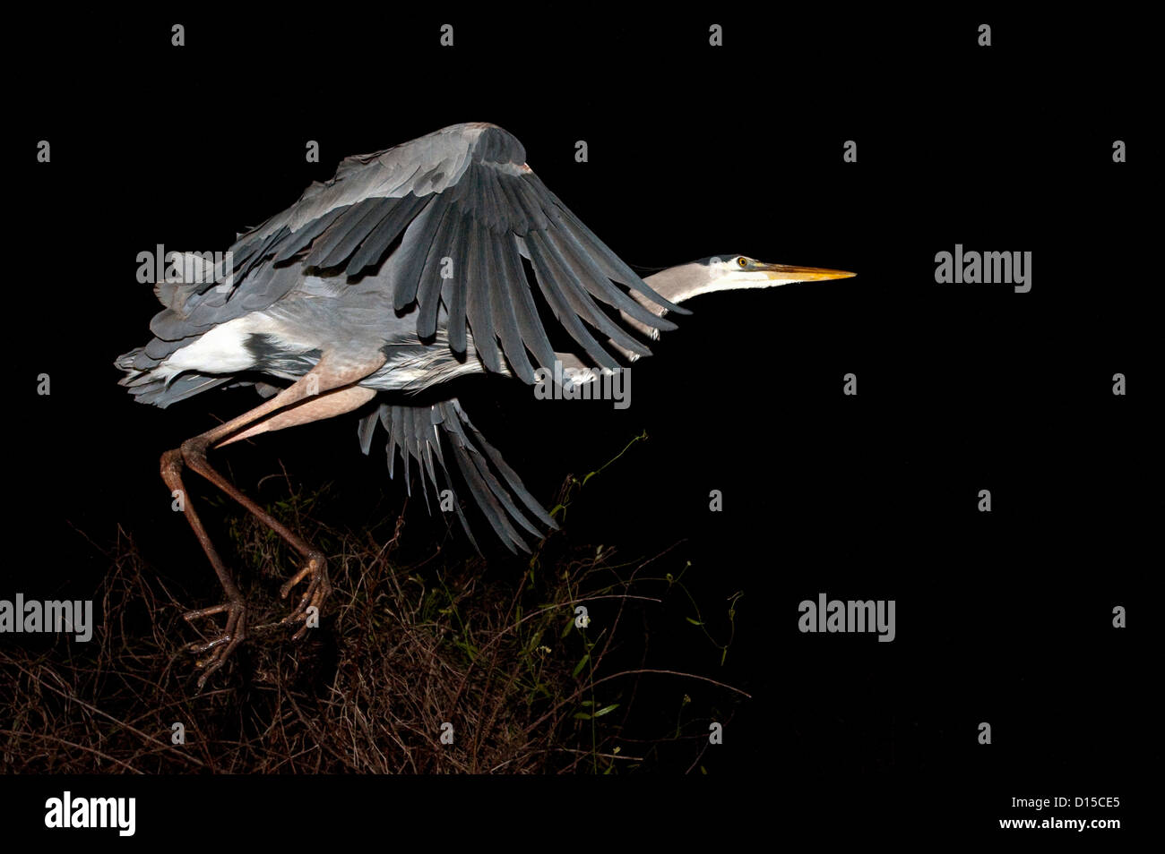 A Great Blue Heron, Ardea herodias, takes flight at night at Shark Valley, Everglades National Park, Florida, United States. Stock Photo