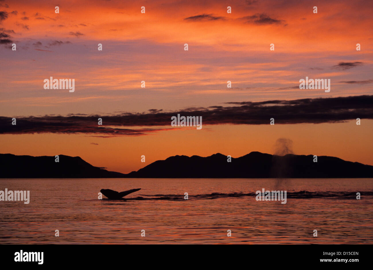 Whale blowhole spray hi-res stock photography and images - Alamy