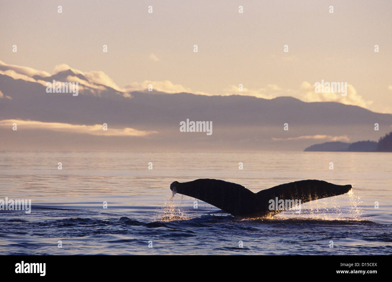 Tail humpback whale above water hi-res stock photography and images - Alamy
