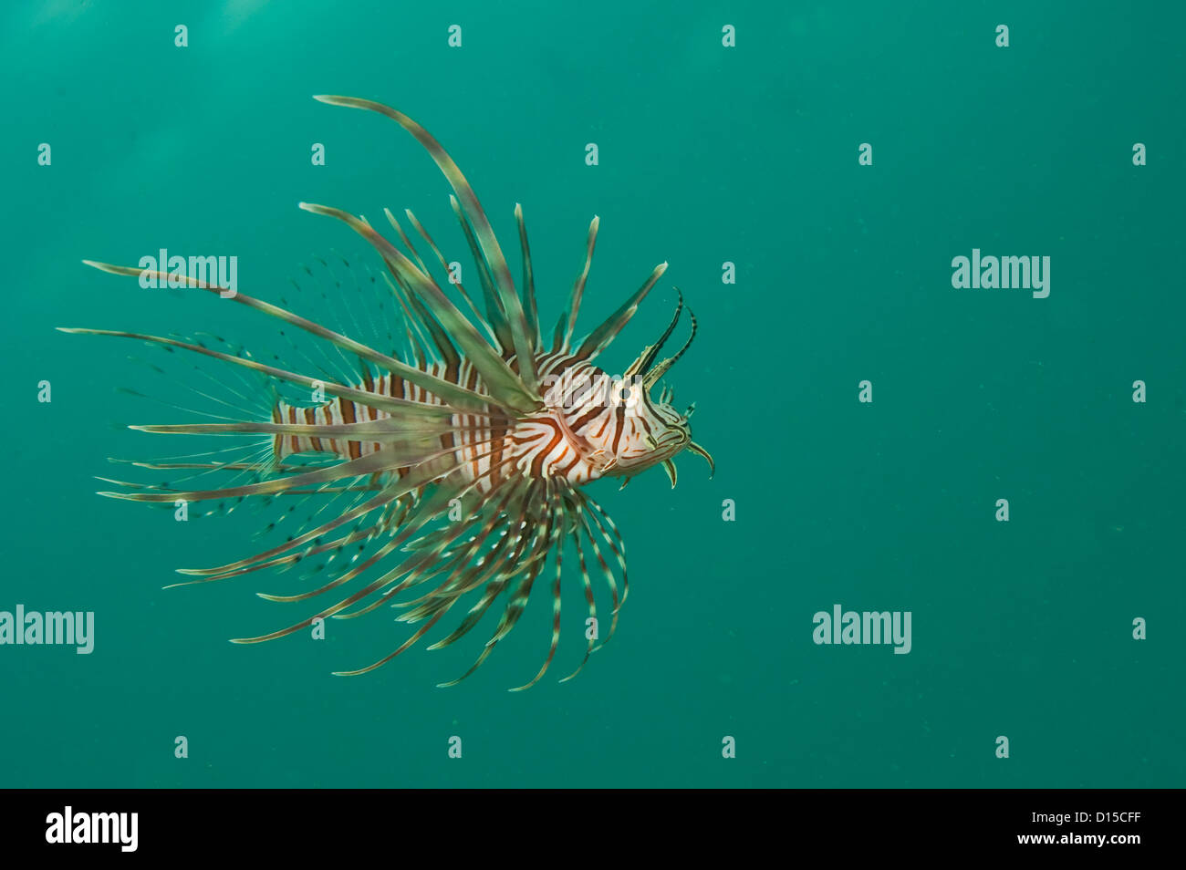 A Volitans Lionfish, Pterois volitans, an invasive speceies, prowls the waters of Palm Beach County, Florida, United States Stock Photo