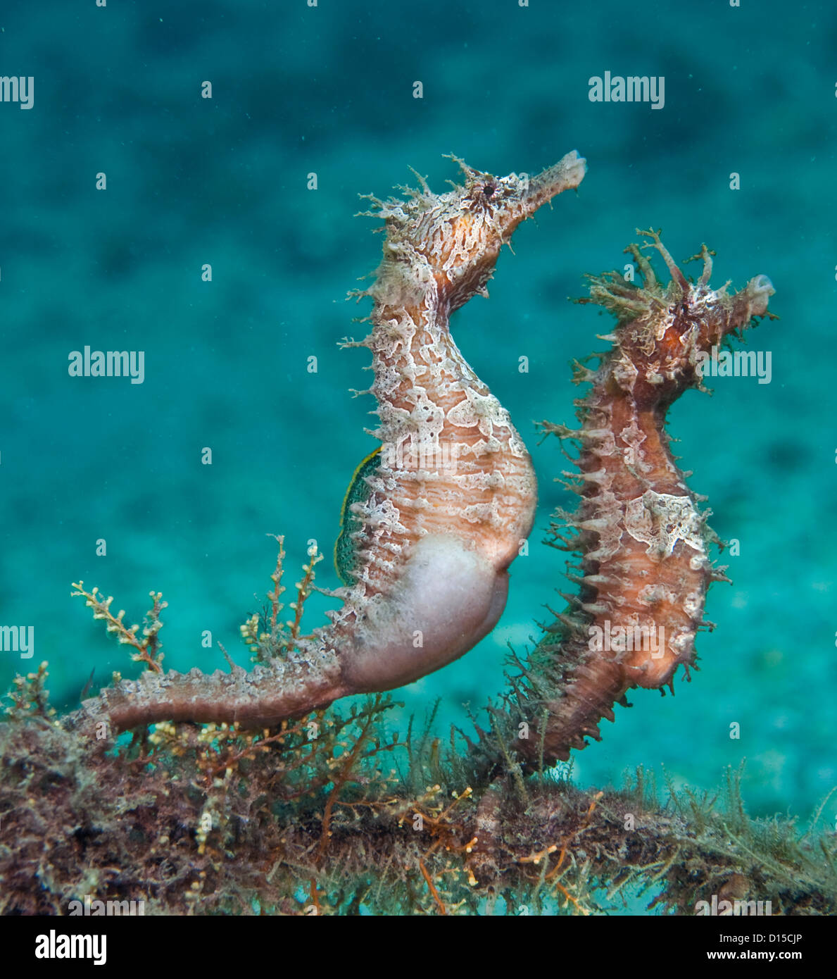 Horse mating hires stock photography and images Alamy